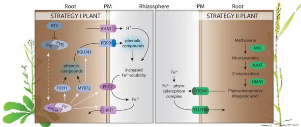 Figure  1.1:  Strategies  for  Fe  uptake  from  soils  in  nongraminaceous  and  graminaceous  plants  (from Verbon et al., 2017)