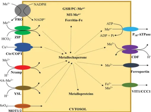 Figure 1.5: Model of the metal transport mechanisms (González-Guerrero et al., 2016)