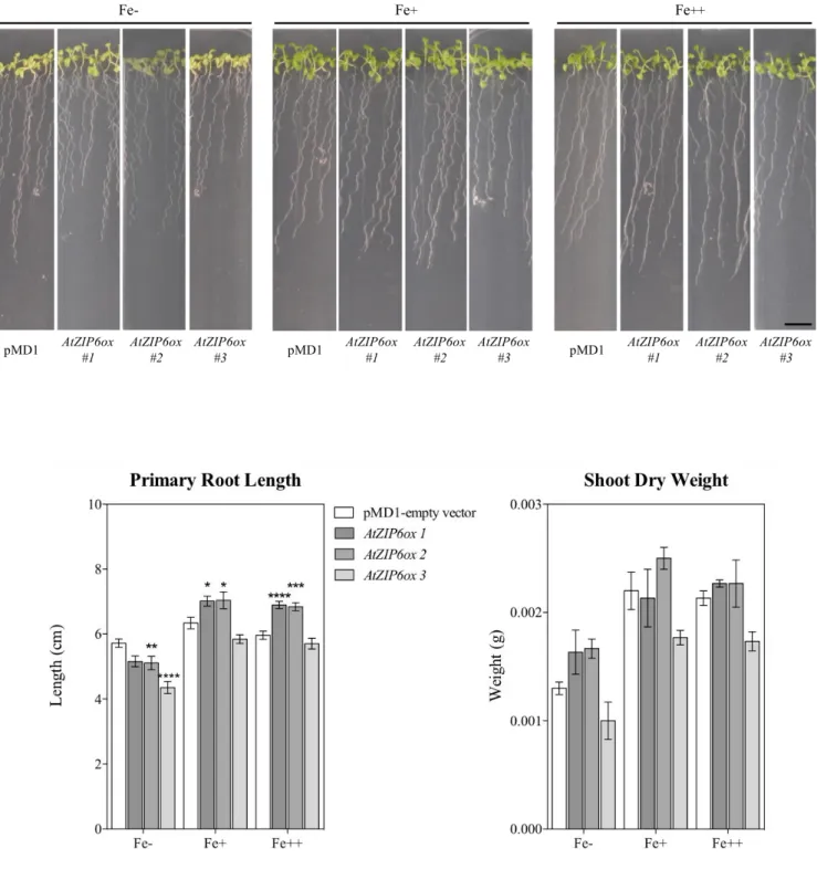 Figure 4.13: Primary root length, root fresh weight and shoot dry weight in three single-copy  lines overexpressing AtZIP6 and the wild-type at different Fe concentrations