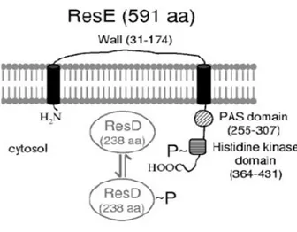 Fig. 8  Gene organization of the B. cereus chromosome region containing resDE. (Duport et al 2006.) 