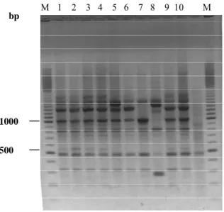 Fig. 1. Agarose gel electrophoresis of REP-PCR. Shown are B.thuringiensis subsp. kurstaki H3a 3b from Delfin, Bac,  Lepinox, Rapax, Jack pot, (lanes 1, 2, 3, 4, 9), B