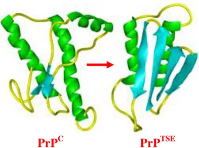 Figure  1.  4. Tridimensional  structure  of  mature  PrP C   obtained  by  NMR  and  presumable  tridimensional  structure  of  PrP TSE 