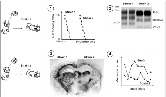 Figure  1.  5.  Models  of  prion  strains  variation.  Upon  experimental  inoculation  of  susceptible  animals  with  identical  genetic  background,  prion  strains  exhibit  specific  traits  („phenotype‟)  such  as:  (1)  incubation  time  and  attac