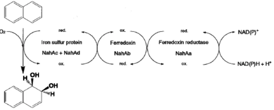 Fig 1.3: Naphthalene initial oxidation steps by relative subunits of ISP (Habe and Omori; 2003)