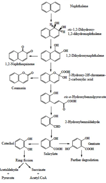 Fig. 1.4: Proposed catabolic pathways of naphthalene by bacteria (Seu et al., 2009). 