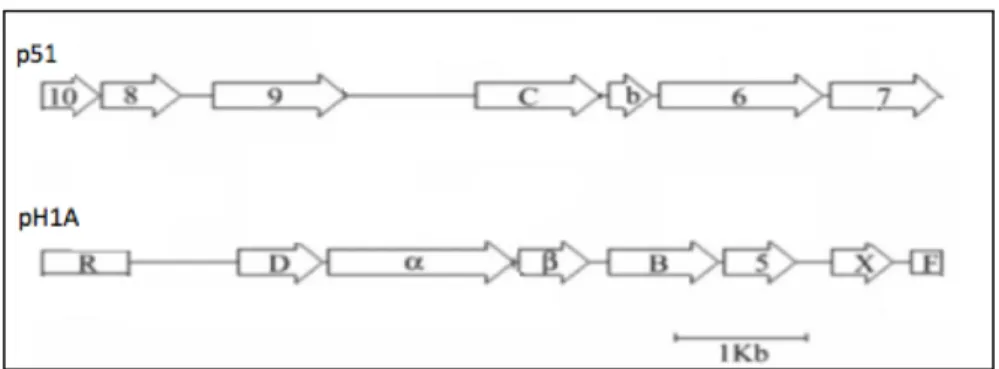 Fig. 1.10: Diagram of the p51 and pH1A replicative unit structures in B. sp. DBT1 