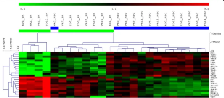 Fig. 2 Unsupervised clustering analysis of 24 significantly deregulated genes in 13 REC tumors compared to 11 PR tumors