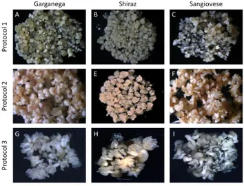 Figure 1: embryogenic tissues used in different stable genetic transformation. Embryogenic calli of  Garganega (A), Shiraz (B) and Sangiovese (C) grown in GS1CA (solidified with TC agar) for two weeks