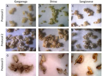 Figure 2: embryogenic tissues after Agrobacterium transformation. Embryogenic calli of Garganega (A),  Shiraz (B) and Sangiovese (C) 3 d.p.t