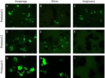 Figure 3: GFP transient expression analysis after Agrobacterium cocultivation. A, B, C: GFP expression (3  d.p.t) in embryogenic calli of three cultivars transformed with protocol 1