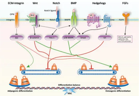 Figure 3: Signaling pathways and key transcription factors in regulating the adipo-osteogenic  differentiation of MSCs