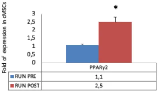 Figure 10: Adipogenic differentiation. PPARY2 gene expression was higher in post-run cMSCs