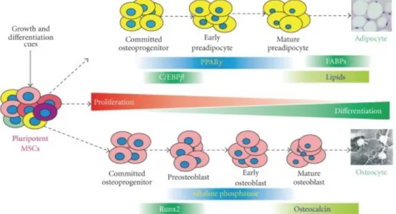 Figure 1: The lineage-specific differentiation is a multiple-stage and well-coordinated process regulated  by master regulators, such as PPARγ for adipogenesis and Runx2 and Osterix for osteogenesis