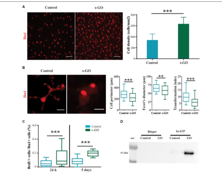 FIGURE 4 | Increased cell reactivity in pure microglia cell cultures exposed to s-GO. In (A), immunofluorescence micrographs visualize microglia by Iba1 labeling (in red) in Control and s-GO treated cultures (10 µg/mL)