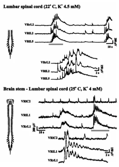 Figure  6.  Spontaneous  activity  recorded  from  neonatal  (P1)  rats.  In  both  isolated  spinal  cord  (top  traces;  G  Taccola  unpublished  data)  and  brainstem-spinal  cord  preparation  (bottom  trace)  there  are  episodes of alternating activi