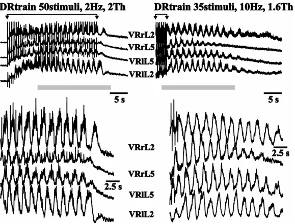 Figure 9. Each panel shows DC records of responses from pairs of VRs (left or right of L2 and L5)