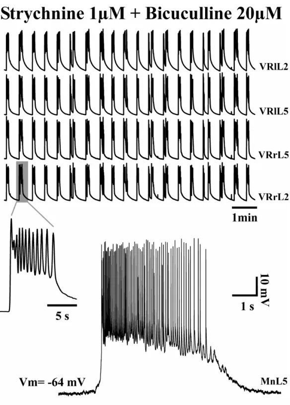 Figure 10. Synchronous rhythmic bursts evoked by pharmacological blockade of synaptic inhibition  could be  recorded from all lumbar VRs (left, right  L2  and  L5; top traces)