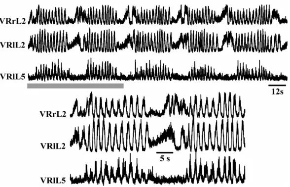 Figure 14. The D1 agonist SKF 81297 elicited cycles of locomotor-like pattern discharges (G