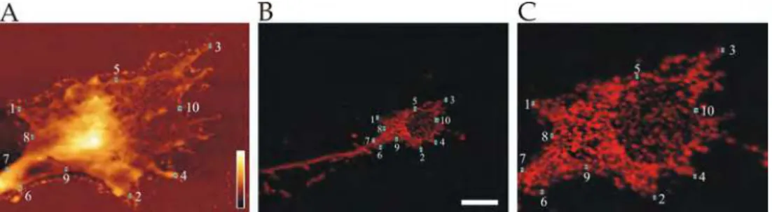 Fig. 4. Example of registering images using points selection method. (A) AFM image of ES- ES-derived growth cone