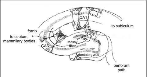Fig. 5. Scheme of some of the main subfields and synaptic systems of the hippocampus proper.