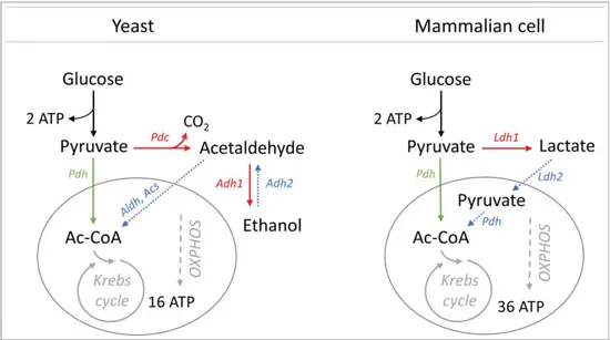 Figure 1. Schematic representation of respiration and fermentation pathways and related ATP production in yeast and mammalian cells
