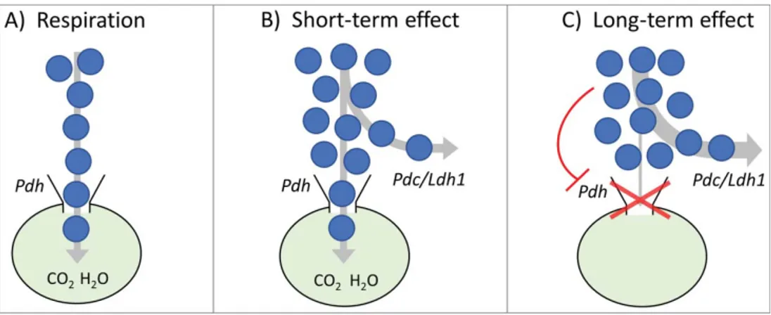 Figure 2. Simpli ﬁed representation of carbon ﬂux and mitochondrial “bottleneck” at different levels of glucose concentration: (A) respiration; (B) short- and (C) long-term Crabtree/Warburg effects