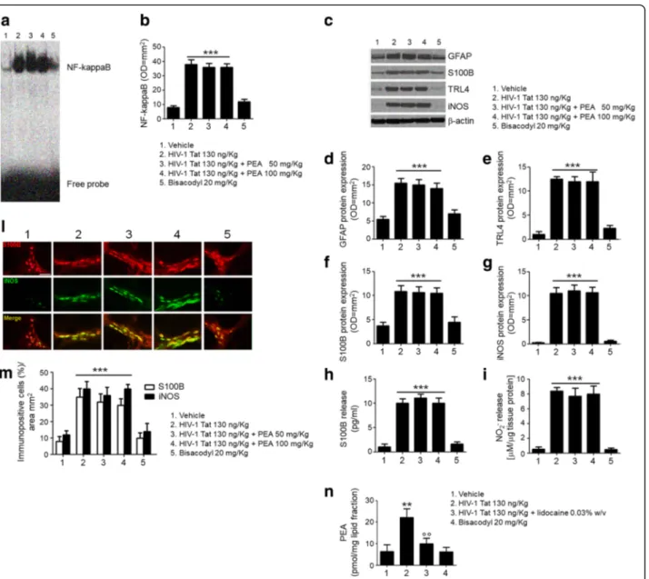 Fig. 5 PEA fails to counteract submucosal plexus-EGC activation induced by HIV-1 Tat in PPAR α −/− mice