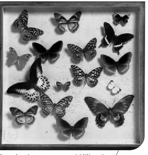 Fig. 6. Lepidotteri esotici, inizi del XX secolo. 