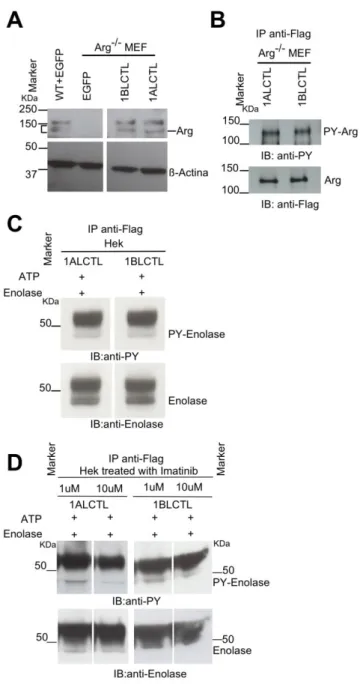 Figure 1: Stable transfected Arg isoforms and their kinase activity. A: western blots of  lysates of wt MEF, Arg -/-  MEF transfected with empty vector (EGFP), and Arg -/-  MEF  trans-fected with1ALCTL or 1BLCTL isoforms