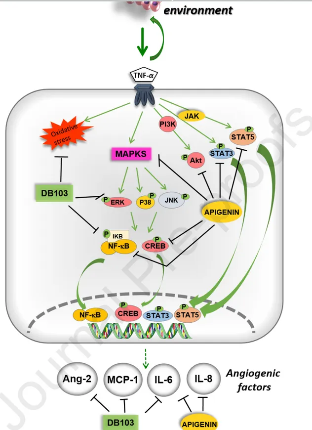 Fig. 5. Effect of DB103 and apigenin on different TNF-α signalling pathways and their  molecular targets