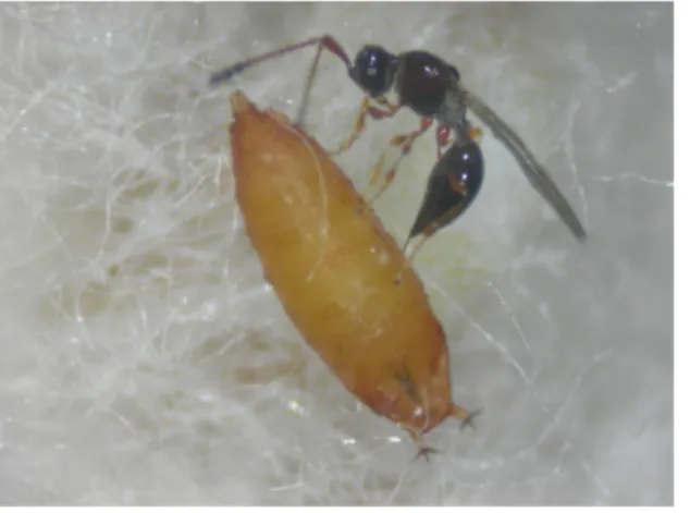Foto  1.  Adulto  di  Trichopria  drosophilae  nell’atto  di  parassitizzare  una  pupa  di  Drosophila suzukii 