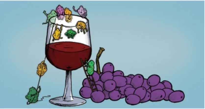 Figure 1.2: A cartoon of wine spoilage by bacteria and micro-organisms.