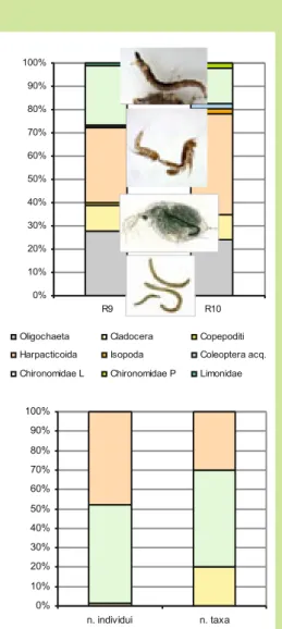 Fig. 13 – (in alto) Composizione relativa degli  invertebrati acquatici raccolti nei due raschi