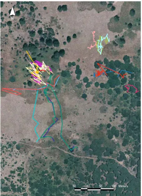 Figure 2. Examples of animal paths. A close-up of the study site (cf. Figure 1) shows the movement of animals in groups of different size