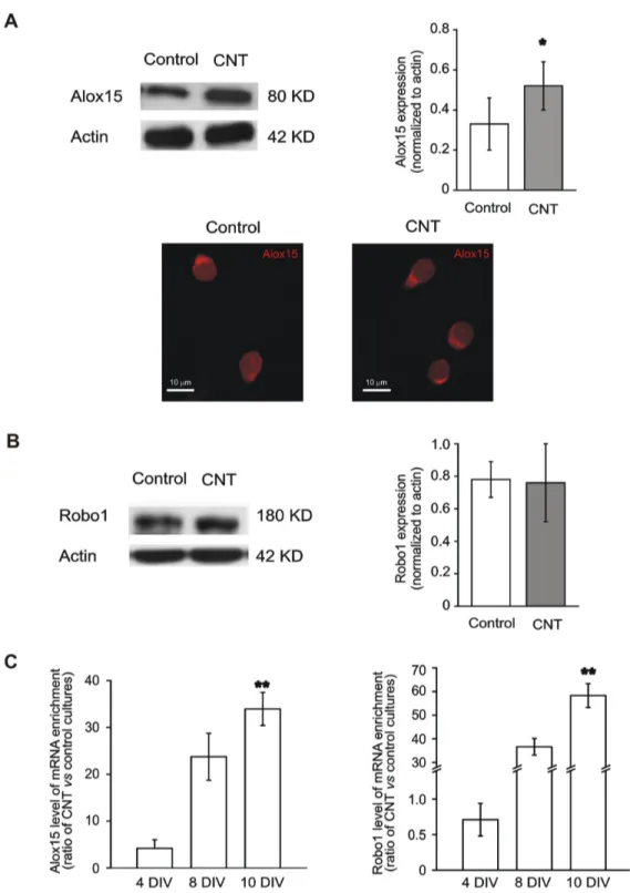Figure 4.  The expression of Alox15 and Robo1 is increased by MWCNT substrate.  (A) Top left, Western blot analysis of the Alox15 protein (migrated at approximately 80 KD) isolated from control (left lane) and CNT (right lane) spinal cultures, showing the 