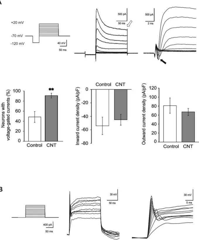 Figure 2.  MWCNTs boost the functional maturation of spinal neurons.  (A) Top left, voltage-clamp stimulation protocol to test the presence of voltage-dependent currents
