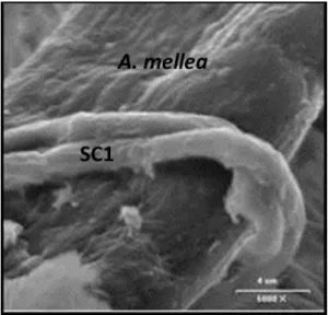 Fig.  7.  Antagonism  activity  of  Trichoderma  atroviride  SC1  versus  Armillaria  mellea  in  Petri  dish