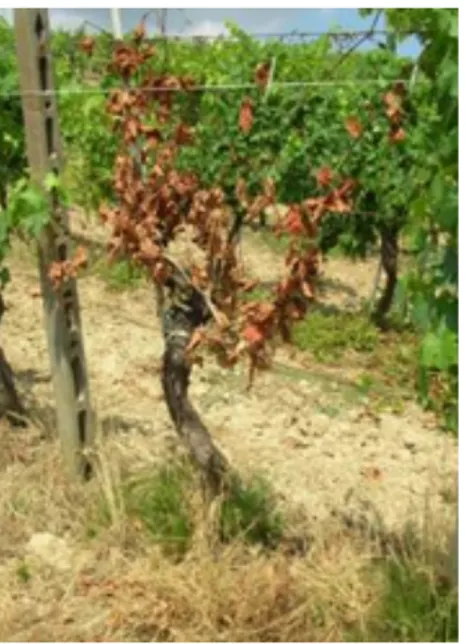 Fig 11. Symptoms of Esca disease on grapevine plants in the field. 