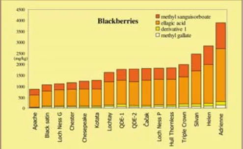 Figure 2 - Ellagitannin content different blackberry varieties