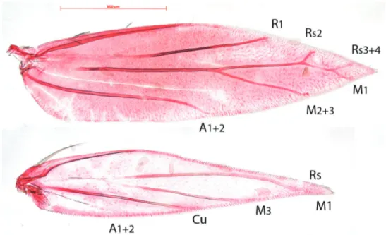 Figure 8. Holocacista rivillei, venation. Female, Italy, RMNH.INS.24259.