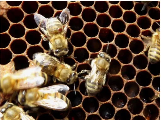 Figure 8.  Worker honey bees with V. destructor mite and with symptoms of deformed wing virus (Photo by Paolo  Fontana)