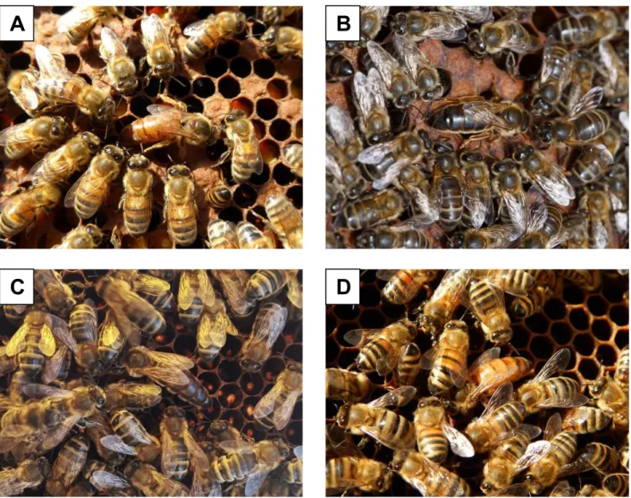 Figure  1.  Queens and worker bees: 1A) A. m. ligustica, Isola Vicentina, Vicenza, Italy (Photo by Paolo Fontana); 