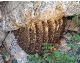 Figure  4.  Wild honey bee colony from Morigerati, Sa- Sa-lerno,  Italy,  September  2013  (Photo  by  Vincenzo  Latriglia)