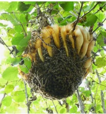 Figure 5.  Feral honey bee colony in a mesophilic wood  on  the  hills  of  Isola  Vicentina,  Vicenza,  Italy;   Sep-tember 2013 (Photo by Damiano Fioretto)