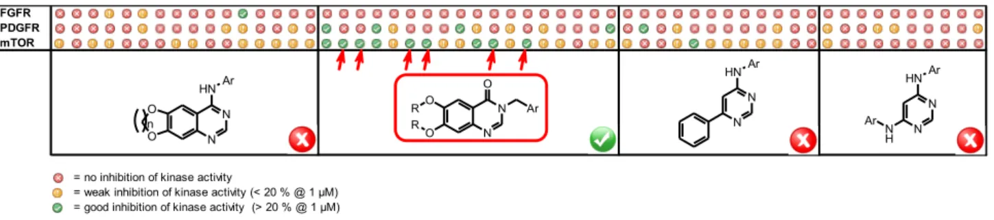 Figure 1. Preliminary assays that lead to the identification of novel mTOR inhibitors 