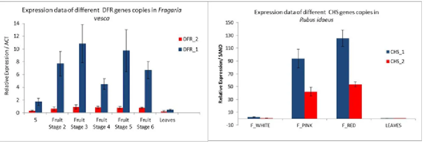 Figure 1: Example of expression data analysis of two DFR or two CHS genes in F. vesca or R