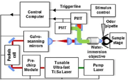 Fig. 4.1.1 Schematic setup of the two-photon microscope: A tunable ultra-short pulsed laser  (Mai Tai Deep See HP, Spectra-Physics) is dispersion-compensated in a pre-chirp module