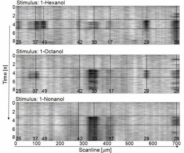 Fig 4.1.3 Calcium response maps for three different odors (1-Hexanol above, 1-Octanol middle,  1-Nonanol below), recorded along the scanning trace in Figure 4.1.2
