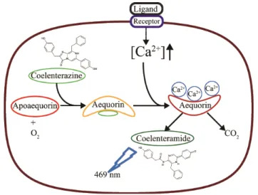 Figure 1. Mechanism of light emission by AEQ upon Ca 2+ -binding. The apoprotein  (Apoaequorin) binds the prosthetic group Coelenterazine, a luciferine molecule