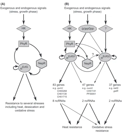 Figure 4. Schematic diagrams of the a-proteobacterial GSR network involving one or multiple r EcfG copies